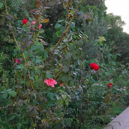 The Blue Leaf Family Villa